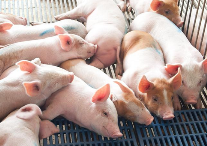 養豬場凈水設備優勢